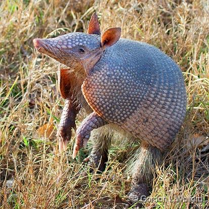 Sitting Armadillo_37596.jpg - Nine-banded Armadillo (Dasypus novemcinctus)Photographed along the Gulf coast near Port Lavaca, Texas, USA.